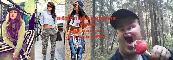 прущие грибы Елизово